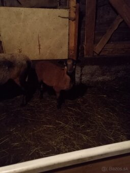 Kamerunská ovca - 2