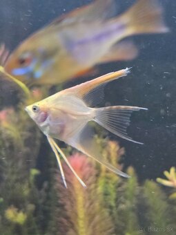 Skalár mramorový - 2