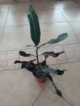 Kroton 1ks/5€+posta - 2