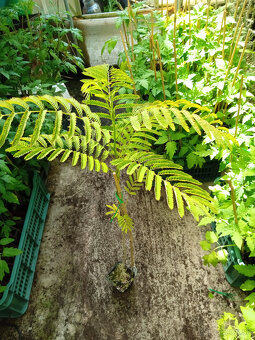 Albizia, palma,bananovnik - 2