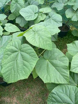 Paulownia Tomentosa rýchlorastúci strom - 2