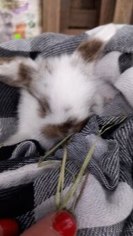 Zakrsly zajačik kralik minilop - 2