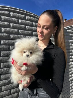 Boo Pomeranian-pôvod Taiwan a Rusko - 2