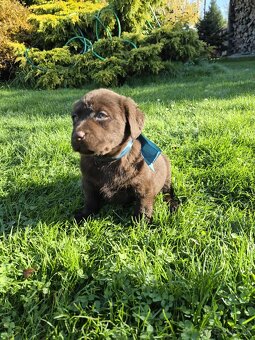 Šteniatka labrador a hnedá suka IHNEĎ - 2