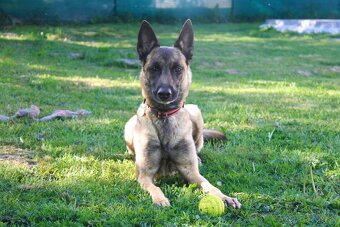 Belgický ovciak - 2