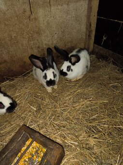 Nemecký obrovity strakač - 2