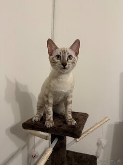 Bengálsky kocúrik - 2