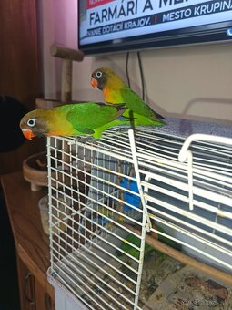 Predám ručne dochovane agapornisy - 2