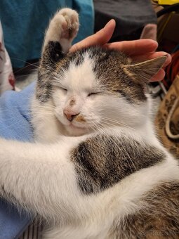 Darujem kocurika - 2