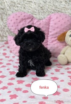 Maltipoo pudl pudlík - 2