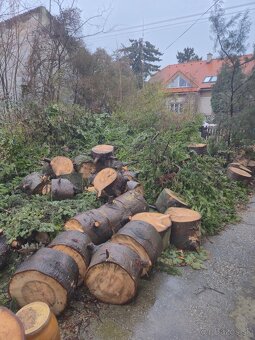 Darujem drevo a konáre - 2