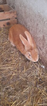 Burgundský králik - 2