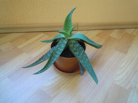 Aloe vera - rastlina v kvetináči, zemina s mykorízou - 2