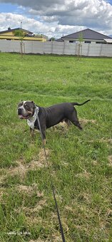 American bully xl - 2