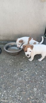 Jack Russel teriér - 2