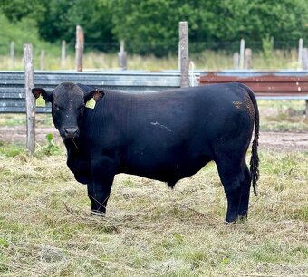 Plemenný býk Aberdeen Angus - 2