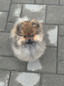 Pomeranian - 2
