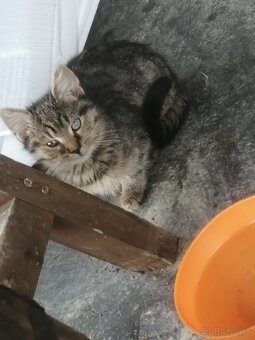 Mačičky do dobrých rúk - 2