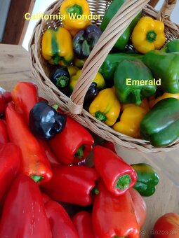 Predám semienka papriky - 2