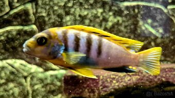 Africké cichlidy - 2