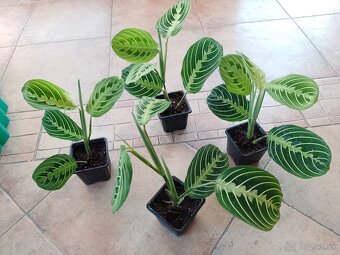 Marianna Fascinator 1ks/6€+posta - 2