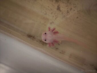 Axolotl - 2