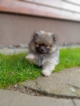 Pomeranian - 2