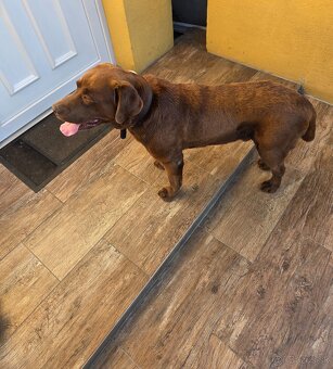 Labrador - 2