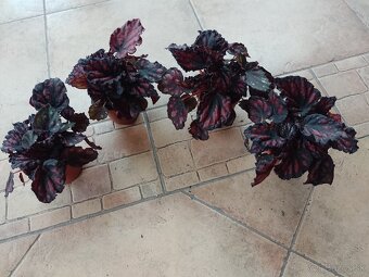 Begonia izbová 3farby 1ks/4,50€+posta - 2
