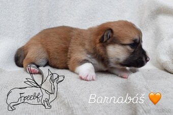 Welsch corgi pembroke - 2
