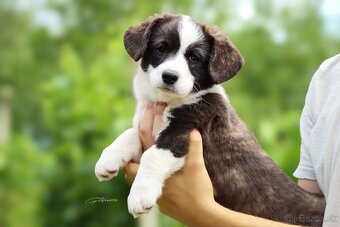 Welsh Corgi Cardigan - 2