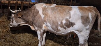 Predám kravu - 2