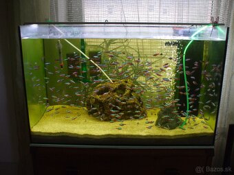 Predam akvarium s prislušenstvom aj neonky samostatne - 2