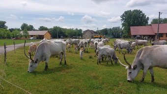 Maďarský stepný dobytok - 2