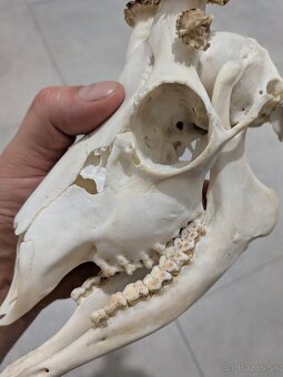 Zhody,parohy,parožie, trofej - 2