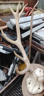 Predám parožie trofej - 2