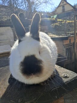 Kalifornske kraliky - 2