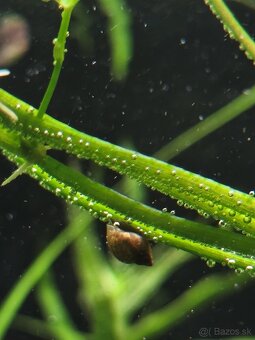 Predám slimáky – Levatka ostrá - 2