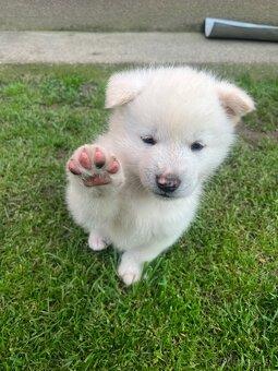 Akita inu šteniatko (psík) - 2