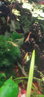 Krevetky - neocaridina Davidi Orange rili - 2