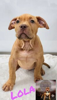 American bully - 2
