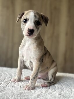 Šteniatka Vipet / Whippet - 2