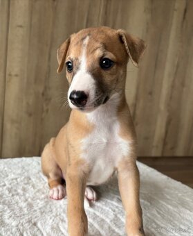 Šteniatka Vipet / Whippet - 2
