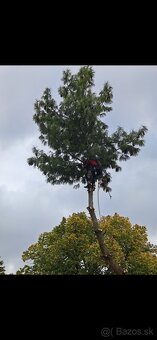 Spiľovanie, výrub, orez rizikových stromov - 2