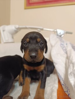 Prijmem rezervácie  na steniatka doberman - 2