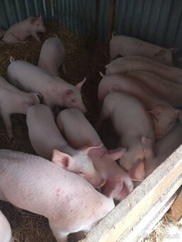 Odstavčata 20-25kg - 2