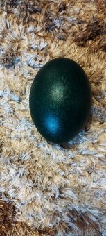 Predám vyfuknute pstrosie emu vajcia - 2