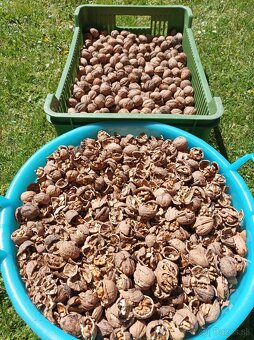 Orechy v škrupine - 2