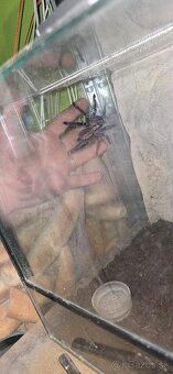 Poecilotheria Metallica - 2