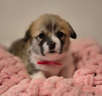 Welsh corgi pembroke - 2